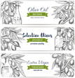 Olive oil vector banners of sketch olives