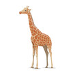 Giraffe vector wild animal isolated icon