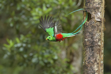 Quetzal