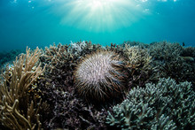 Crown Of Thorns Starfish Feeding On Living Corals In Pacific