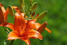 Brilliant Orange Blooming Tiger Lily Flower