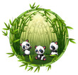 Pandas are playing in bamboo