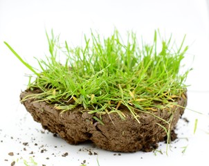 Wall Mural - piece of a soil with green grass in studio