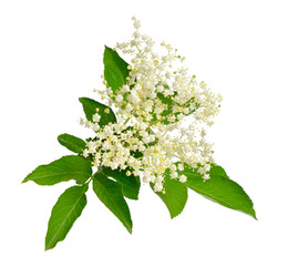 Wall Mural - Elderberry flower and leaves isolated on white backgroun