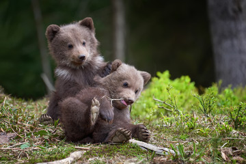 Wall Mural - wild brown bear cub closeup