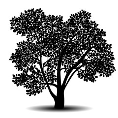 Wall Mural - silhouette detached tree with leaves