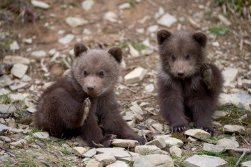 Wall Mural - wild brown bear cub closeup