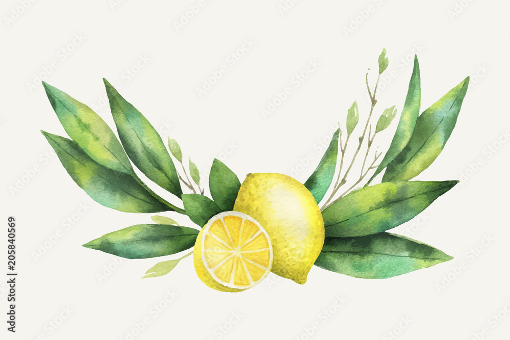 Watercolor vector hand drawn wreath with lemon and leaves. Stock Vector ...
