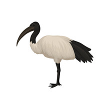 Detailed Flat Vector Icon Of Ibis. Sacred Bird Of Egypt. Wild Feathered Animal With Long Legs And Narrow Beak. Tropical African Fauna