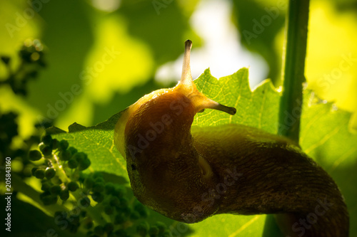 Fotografia, Obraz Garden slug in a sunny vineyard. Large gastropod