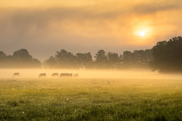 Cows in the foggy morning