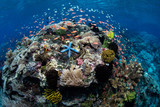 Fototapeta Do akwarium - Vibrant Coral Reef Near Alor, Indonesia