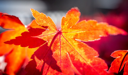 Maple leaves, autumn stays.