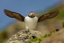 Atlantic Puffin Flapping With Wings On Hornoya, Norway