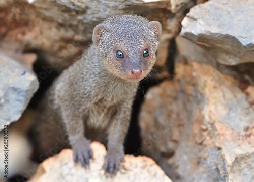 Fotografie, Obraz Indian Mongoose - Herpestes auropunctatus - Island Korcula, Croatia