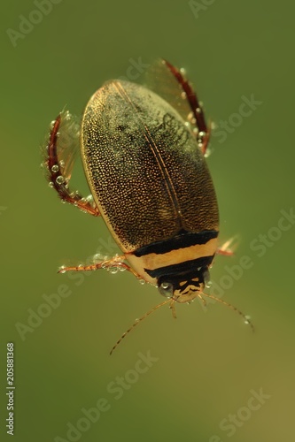 Láminas Diving beetle (Graphoderus cinereus) swimming under water