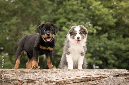 Rottweiler misturado com border collie Clearance