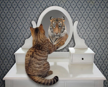 The Cat Looks At His Reflection In The Mirror. It Sees A Tiger There.