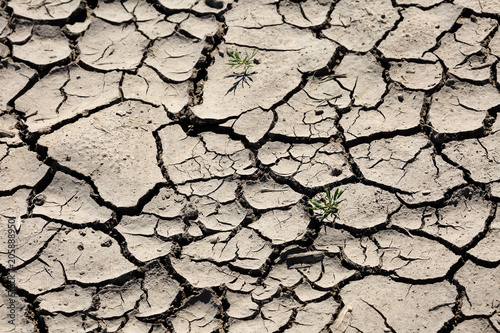 Fotografía Texture of extremelly dry cracked soil with small blade of grass