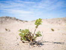 Single Desert Adapted Plant Growing In Namib Desert At Namib-Naukluft National Park, Namibia, Africa
