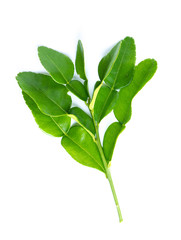 Wall Mural - kaffir lime leaves on white