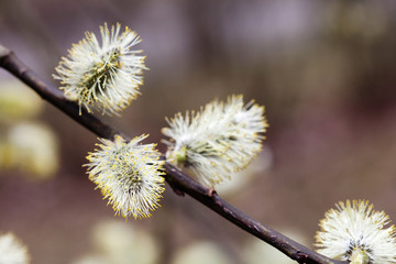 Wall Mural - Pussy willow branch closeup. Beautiful springtime floral background with budding tree. Selective focus