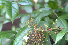Junger Gartenkreuzspinnen 