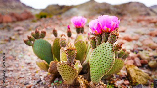 prickly pear cactus flower Poster Mural XXL