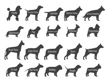 Black Dog Breeds Vector Silhouettes Isolated On White Background