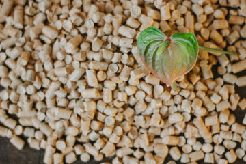 Wall Mural - Flower of anthurium and wooden pellets over brown table