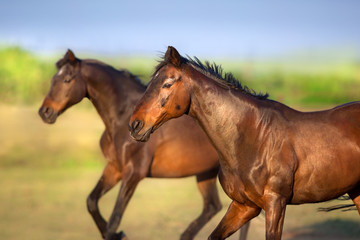 Naklejka na meble Horse portrait on summer landscape outdoor