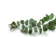eucalyptus branches on white background isolated