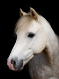 Fototapeta Konie - Grey Horse Head Shot