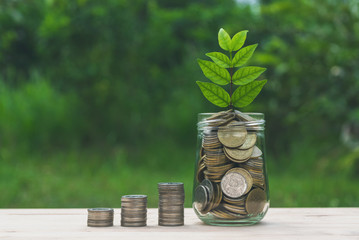 Coins in glass jar with young plant on top put on the wooden plate,in soft nature  background also some coins beside.