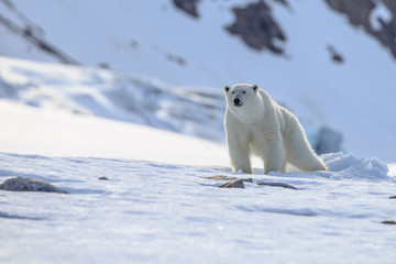 polar bear of spitzbergen (ursus maritimus)
