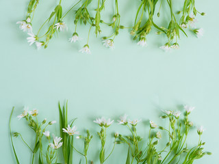 Wall Mural - small white wild flowers on blue background, top view, flat layout. concept spring, summer, mother's