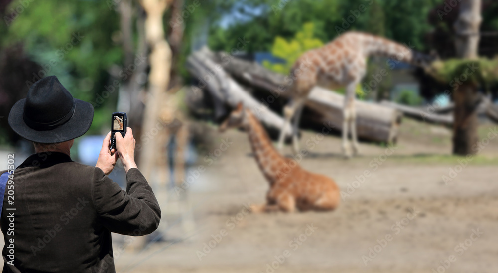 Mężczyzna w kapeluszu robi zdjęcie telefonem komurkowym żyrafom w zoo. - obrazy, fototapety, plakaty 