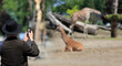 Mężczyzna w kapeluszu robi zdjęcie telefonem komurkowym żyrafom w zoo.