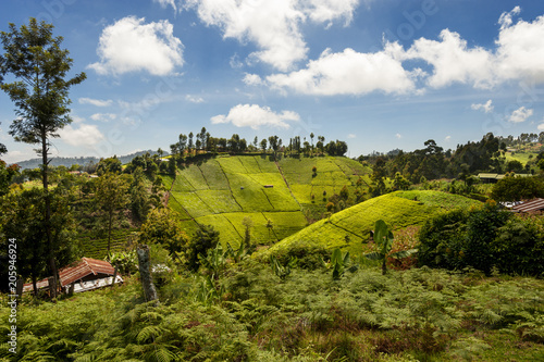 View of tea plantation on the slopes of Mount Kenya Poster Mural XXL
