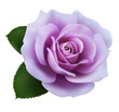 Realistic purple rose, Queen of beauty.