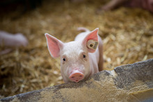 A Little Piglet Is In Barn.