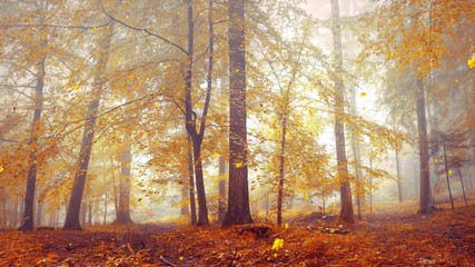 animated falling leaves in the fall season sunny forest tree landscape.