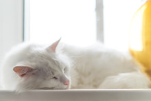 White Cat Sleeps On The Window