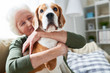 © Seventyfour - Portrait of elegant senior woman hugging pet dog tenderly and smiling happily while enjoying weekend at home sitting on comfortable couch in modern apartment, focus on beagle dog in foreground
