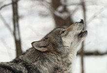 Timber Wolf (also Known As A Gray Or Grey Wolf) Howling In The Snow