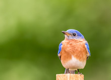 Eastern Bluebird, Sialia Sialis, Male Perched With Simple Green Background Room For Text