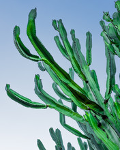 Green Cactus And Blue Sky