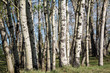 Grove of Poplar Trees in the spring; fresh green leaves on a forest of poplar trees