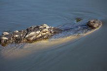 Florida Wildlife, Aligator Swimming