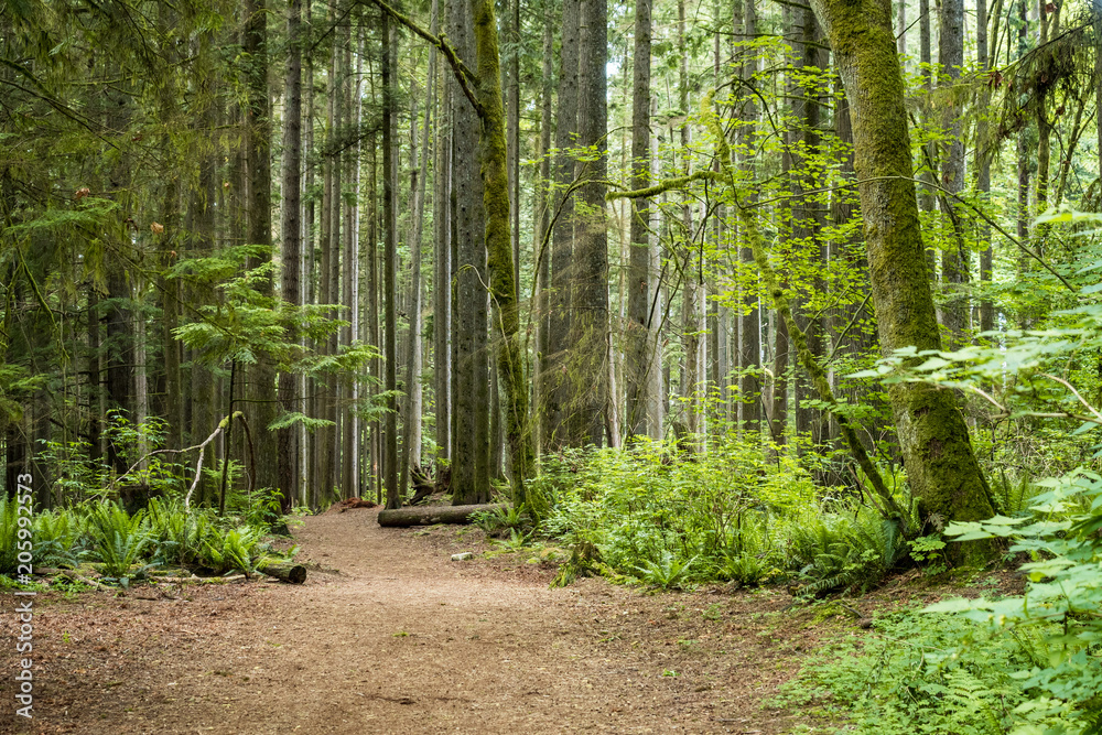 Tree Opening Background opening in the forest with flat ground and surrounded by cedar trees ...